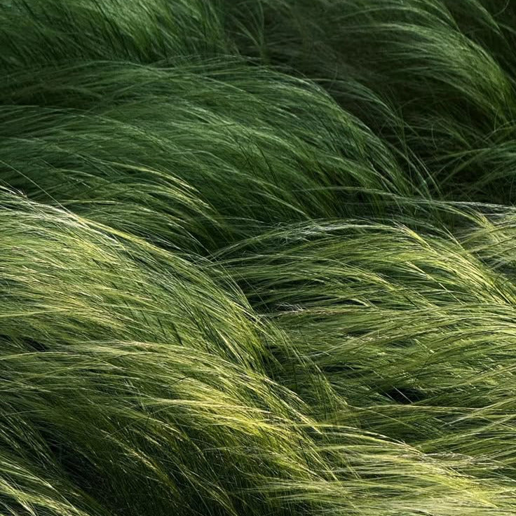Close-up of green grass with a blurred background