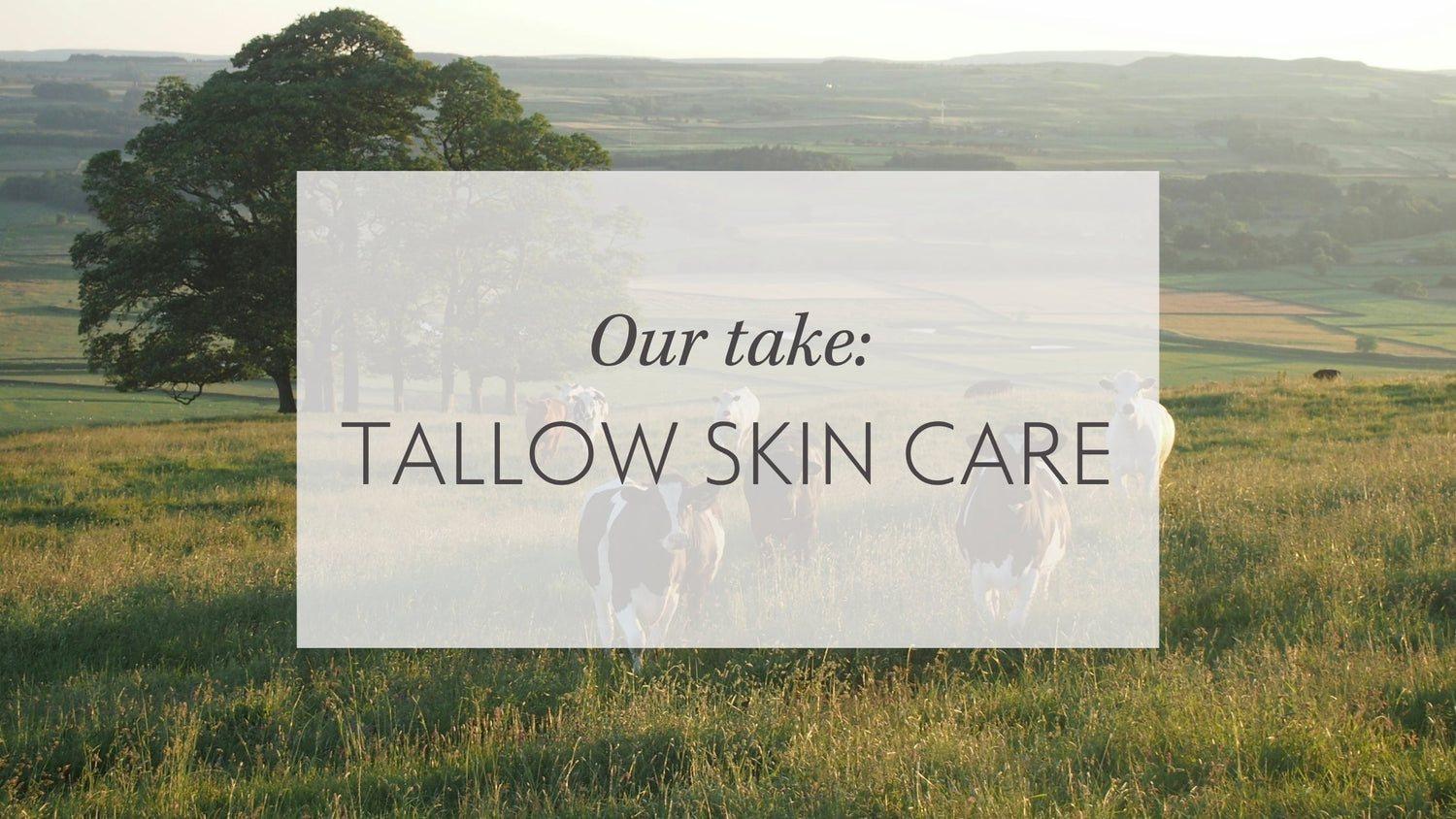 Our take: Beef Tallow Skincare