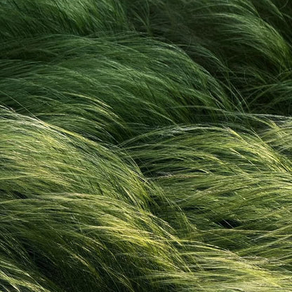 Close-up of green grass with a blurred background