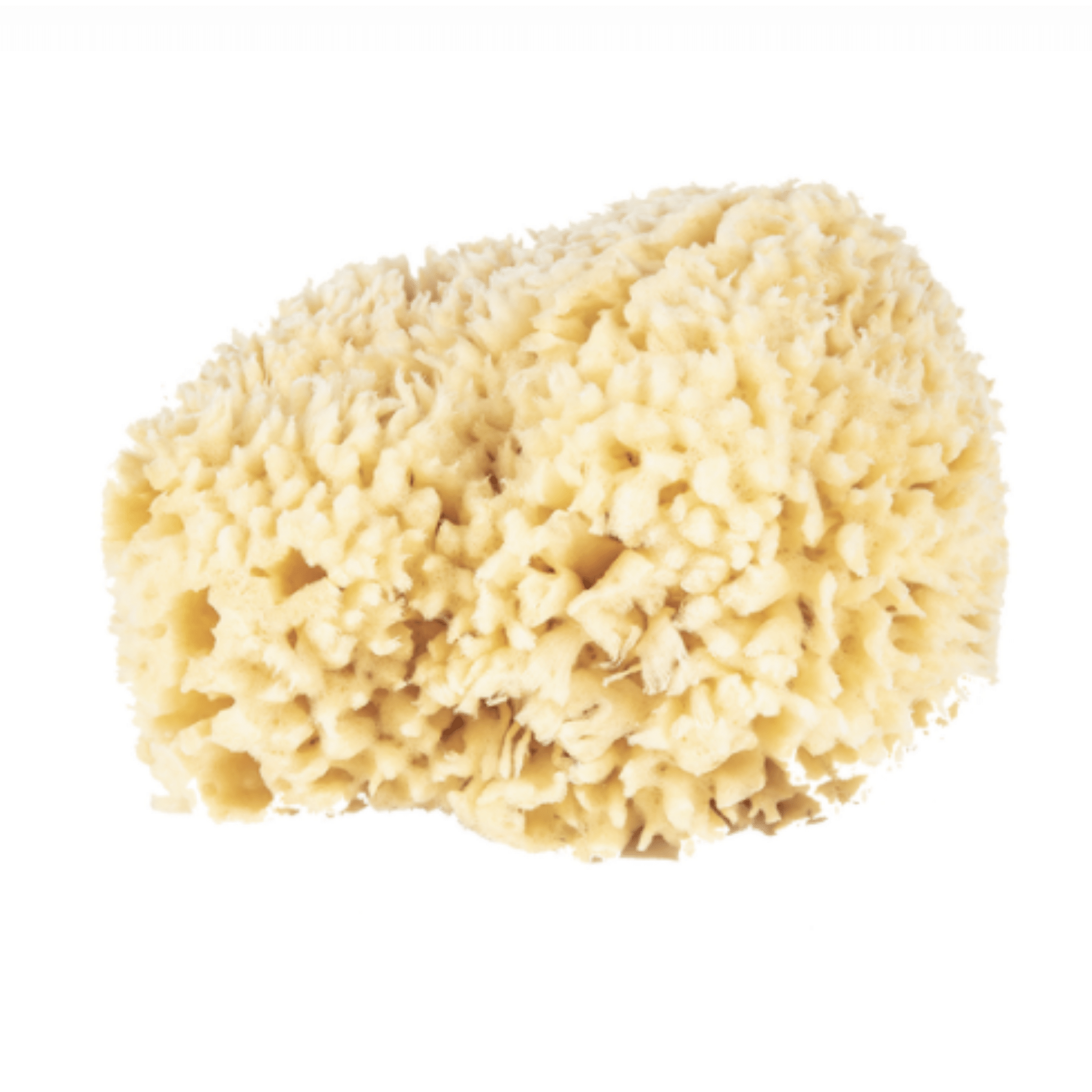 Natural Sea Sponge - Sea Wool Sponge